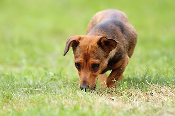 Image showing mongrel dog in the field