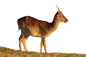 Image showing isolated fallow deer buck