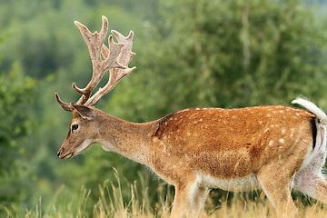 Image showing beautiful fallow deer buck