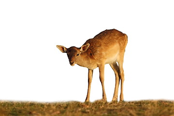 Image showing fallow deer calf on white