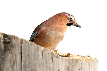 Image showing isolated eurasian jay on a stump