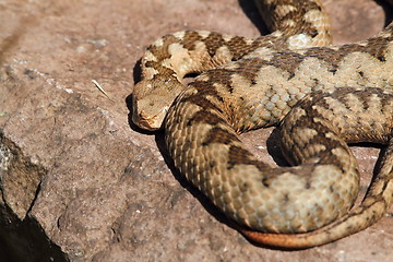 Image showing large adult vipera ammodytes