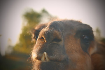 Image showing closeup of llama teeth with vintage effect