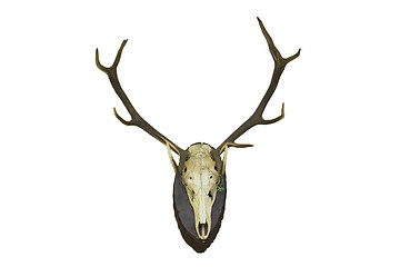 Image showing red deer stag hunting trophy for wall mounting