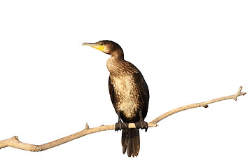 Image showing isolated great cormorant