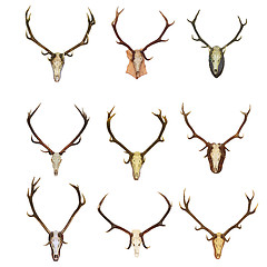 Image showing collection of red deer trophies