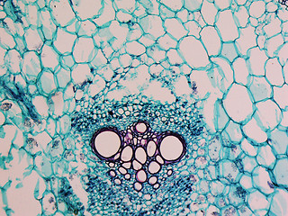 Image showing Cucurbita stem micrograph