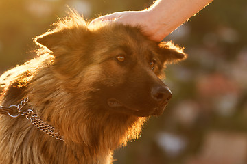 Image showing German shepherd dog