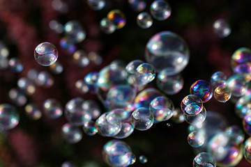 Image showing Soap bubbles