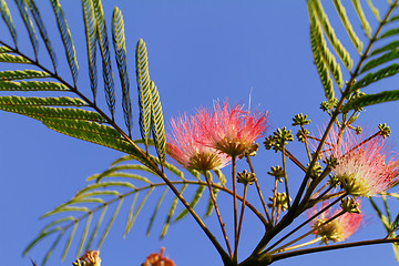 Image showing Flowers of acacia