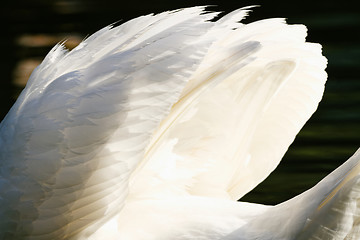 Image showing Beautiful swan 