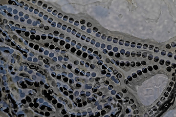 Image showing Frog tadpole