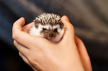 Image showing African white- bellied hedgehog