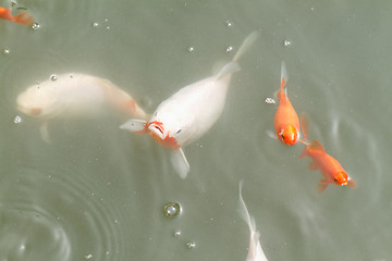 Image showing Goldfish