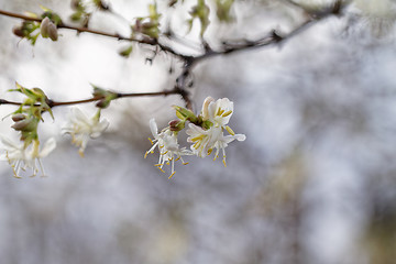 Image showing Tree flowering