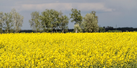 Image showing Colza field