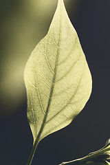 Image showing Green leaf