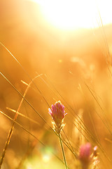 Image showing Meadow at sunset