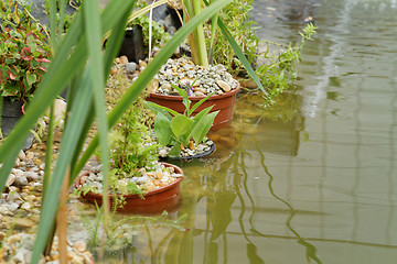 Image showing Pond plants - detail