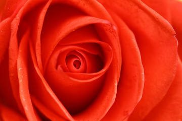 Image showing Beautiful red rose closeup