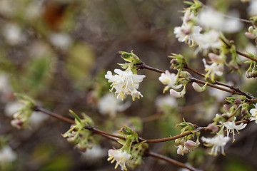 Image showing Tree flowering