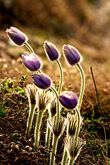 Image showing Purple anemone