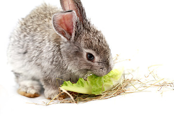 Image showing Gray rabbit