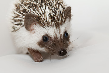 Image showing African white- bellied hedgehog