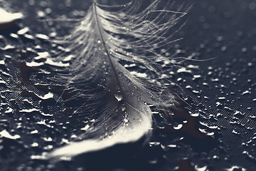 Image showing White feather with water drops