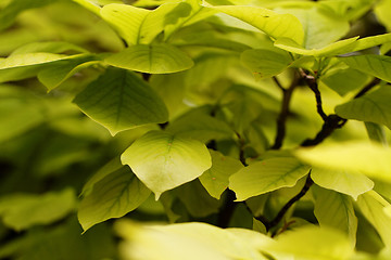 Image showing Green leaf