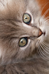 Image showing Beautiful grey kitten