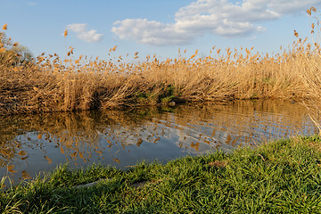 Image showing Reeds at the lake