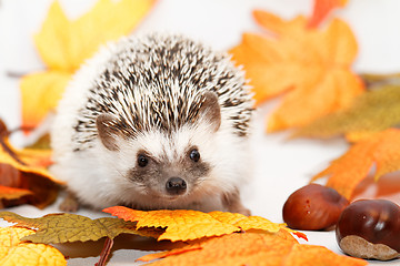 Image showing African white- bellied hedgehog