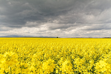 Image showing Colza field