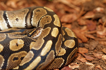 Image showing Ball Python (Python regius)