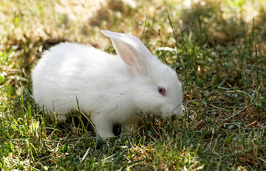 Image showing White bunny