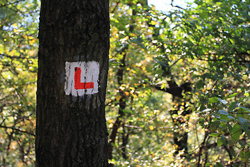 Image showing Tree trunk