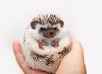 Image showing African white- bellied hedgehog