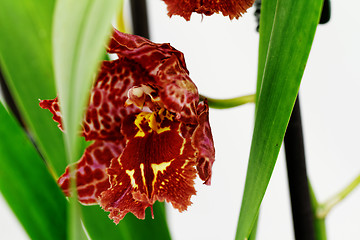 Image showing Orchidea