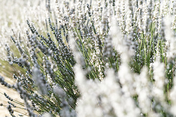 Image showing White lavender flowers