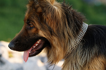 Image showing German shepherd dog