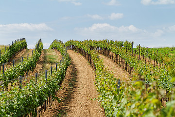 Image showing Tokay grapes