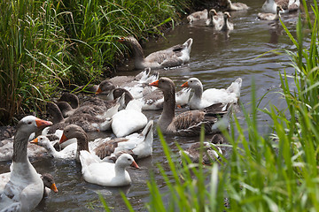 Image showing Offspring of geese