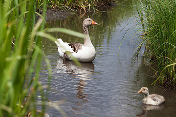 Image showing Goose and goslings swimming in river