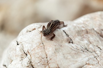 Image showing Gecko lizard on rocks 