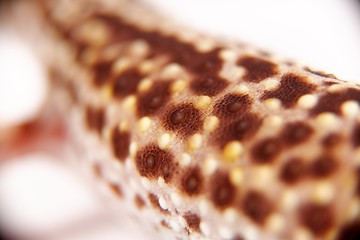 Image showing Closeup photo of gecko texture 
