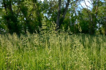 Image showing Green grass in artistic composition