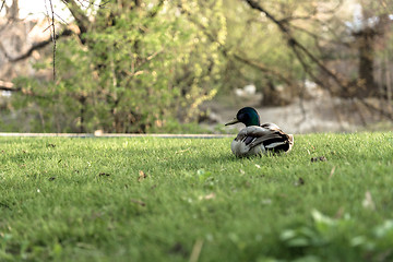 Image showing Duck on green grass