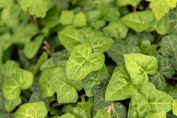 Image showing Leaves of fresh green ivy closeup