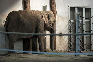 Image showing African elephant